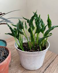 SLEEPING POTHOS ( MONEY PLANT ) IN NET POT