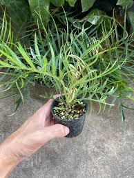 Philodendron TORTUM  (Plant in Jiffy Bag)