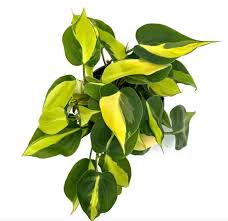 BRAZIL PHILODENDRON IN NET POT