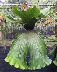 GIANT STAGHORN FERN PLATYCERIUM ELEPHANTOTIS STAGHORN FERN SMALL PLANT IN 4" POT