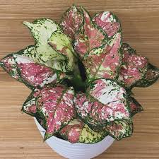 AGLONEMA TRICOLOR 5-8 CM PLANT IN NETPOT