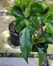 FOLIAGE ANTHURIUM BROWNI IN JIFFY BAG