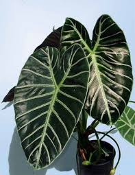 ALOCASIA GRANDIS IN JIFFY BAG