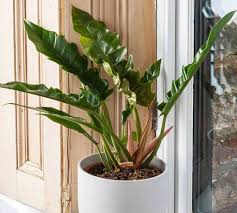 Philodendron narrow escape  (Tissue Culture Plant in Jiffy Bag)