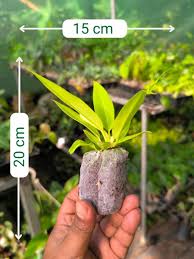 philodendron golden pluto Philodendron PLUTO GOLD (Plant in Jiffy Bag) – pazhassigarden