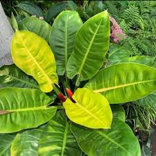 Philodendron moon shine  (Tissue Culture Plant in Jiffy Bag)