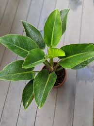 Philodendron green apple congo  (Tissue Culture Plant in Jiffy Bag)