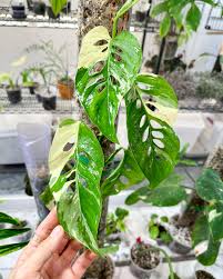 monstera laniata WHITE variegated (Plant in Jiffy Bag)