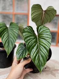 Philodendron plowmanii IN 3" POT