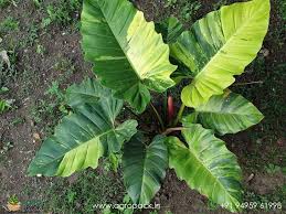 Philodendron Jungle Fever Variegated (Tissue Culture Plant in Jiffy Bag)