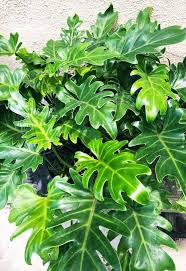 Philodendron xanadu green (Tissue Culture Plant in Jiffy Bag)