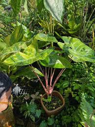 ALOCASIA pink dragon VERIGATED IN JIFFY BAG