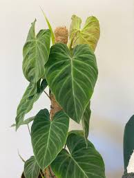 Philodendron SPLENDID (Tissue Culture Plant in Jiffy bag)