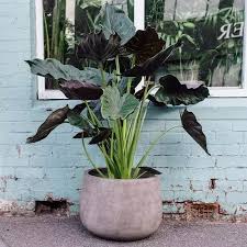 ALOCASIA WENTI IN JIFFY BAG