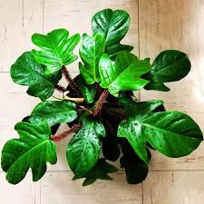 Squamiferum Philodendron (Tissue Culture Plant in Jiffy Bag)