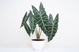 ALOCASIA AMAZONIKA IN 3" POT