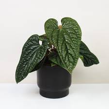 FOLIAGE ANTHURIUM LUXURIAN HYBRID IN JIFFYBAG
