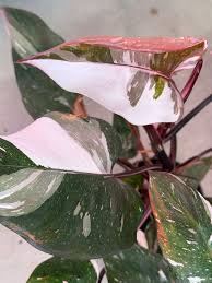 Philodendron red anderson premium veriated (Tissue Culture Plant in Jiffy Bag)