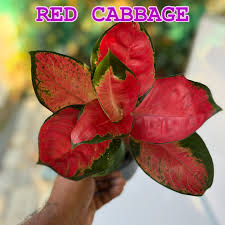 AGLONEMA RED CABBAGE 5-8 CM PLANTS IN NET POT