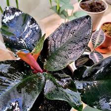 2 SHISMATOGLOTIS METALLICA (Tissue Culture Plant in Jiffy Bag)