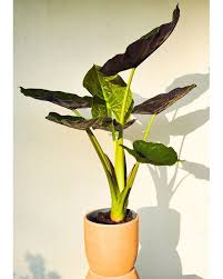 ALOCASIA WENTI IN JIFFY BAG