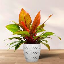 Maccoly's Finale Philodendron (Tissue Culture Plant in Jiffy Bag)