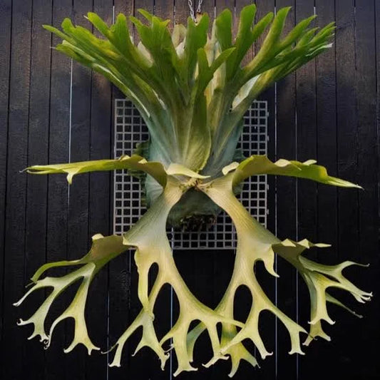 PLATYCERUM HOLTTUMI IN 3" POT
