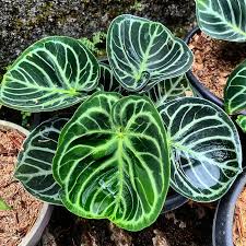 FOLIAGE ANTHURIUM DORAYAKI ORIGINAL IN JIFFY BAG