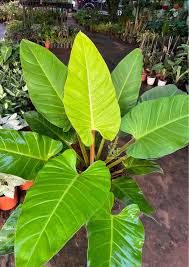 melinonii philodendron Golden Melinonii Philodendron (Tissue Culture Plant in Jiffy Bag) – pazhassigarden