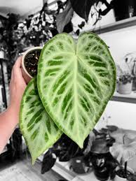 FOLIAGE ANTHURIUM SILVAR BLUSH IN JIFFY BAG