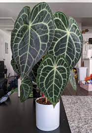 FOLIAGE ANTHURIUM CLARINERVIUM IN NET POT