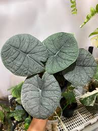 Alocasia melo sprouted bulb in jiffy bag