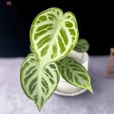 FOLIAGE ANTHURIUM COMBO 649 /- SILVAR BLUSH,DORAYAKI,LUXURIAN HYBRID  IN JIFFY BAG