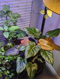 Philodendron Summer Glory Medium Sized Plant With Pot