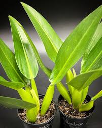 Philodendron fat boy  ( martianum) (Tissue Culture Plant in Jiffy Bag)