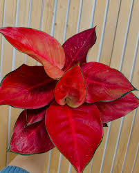 AGLONEMA THAILAND RED IN NET POT