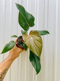 Philodendron Summer Glory Medium Sized Plant With Pot