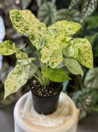 Alocasia batik verigated sprouted bulb in jiffy bag