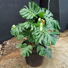 MONSTERA DELICIOSA (Tissue Culture Plant in Jiffy Bag)