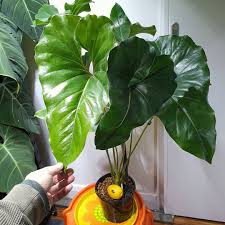 FOLIAGE ANTHURIUM BROWNI IN JIFFY BAG