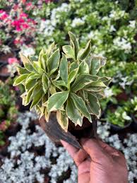 Yesterday Today Tomorrow (Verigated) Rooted plant in poly bag