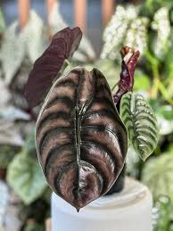 ALOCASIA CUPREA RED SECRET IN JIFFY BAG