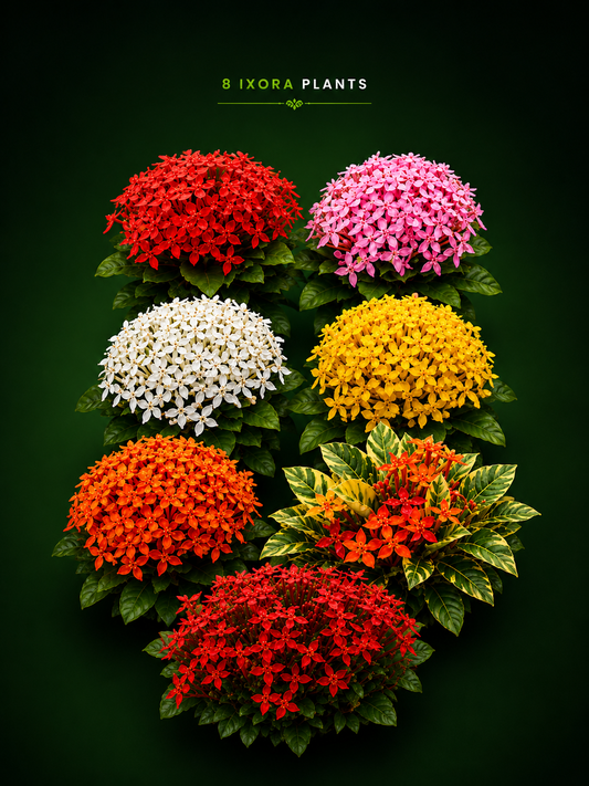 8 COLOUR IXORA Onam combo offer 555/-