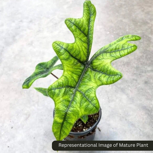 Alocasia Jacqueline sprouted bulb (sapling) plant in paper bag