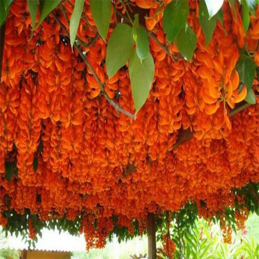 COMBO OF RED JADE & BLUE JADE -1640/-