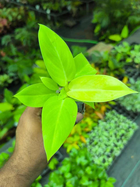 philodendron melinonii gold Golden Melinonii Philodendron (Tissue Culture Plant in Jiffy Bag) – pazhassigarden
