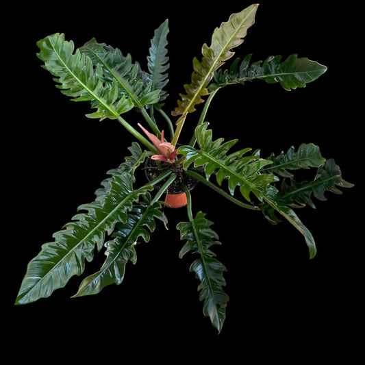 Philodendron narrow escape  (Tissue Culture Plant in Jiffy Bag)