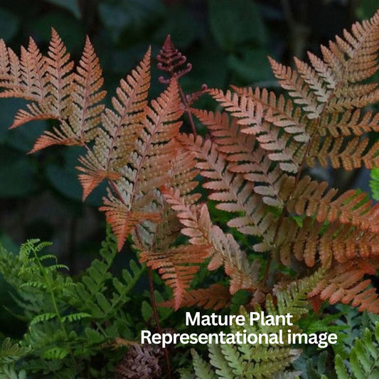 DRYOPTERIS KOIDZUMANA FERN IN JIFFY BAG