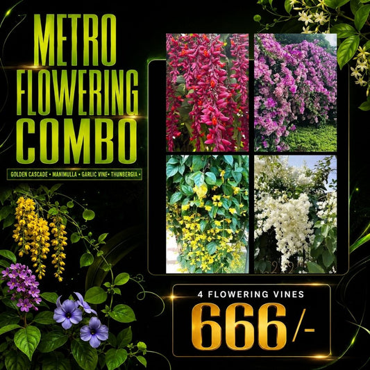 Metro Flowering Combo - Thunbergia Normal, Manimulla, Garlic vine, Golden cascade / in Poly bags