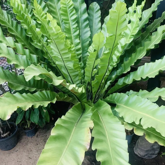 ASPELINU NIDUS -BIRD NEST FERN SMALL PLANT IN JIFFY BAG